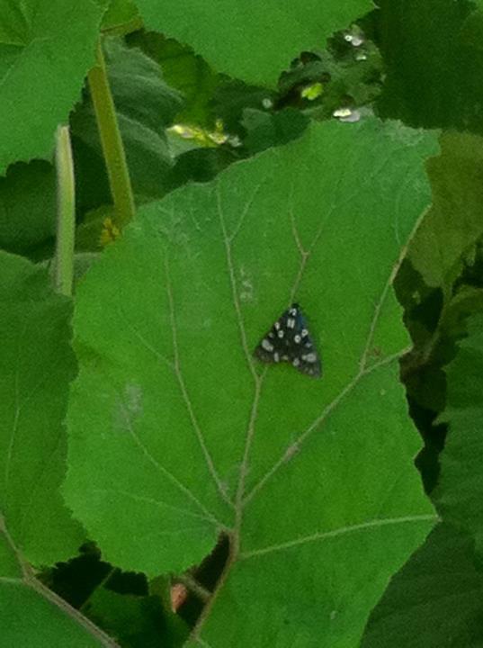 487223_10151053756052158_2075628404_n