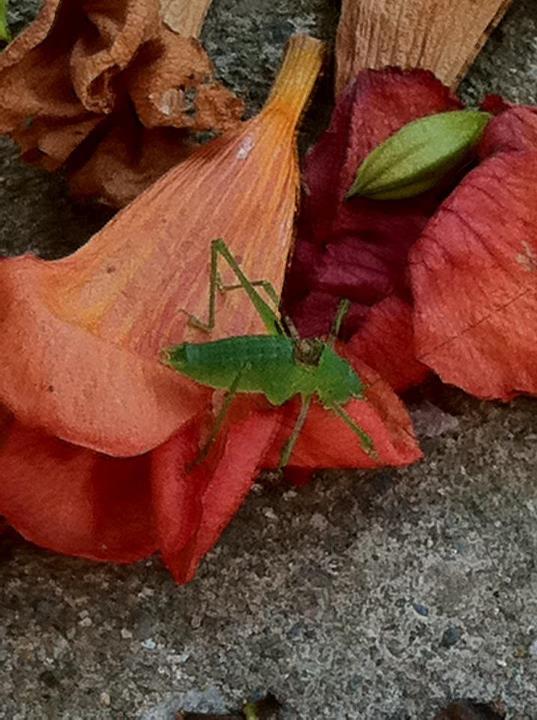 524197_10151059101992158_419034576_n