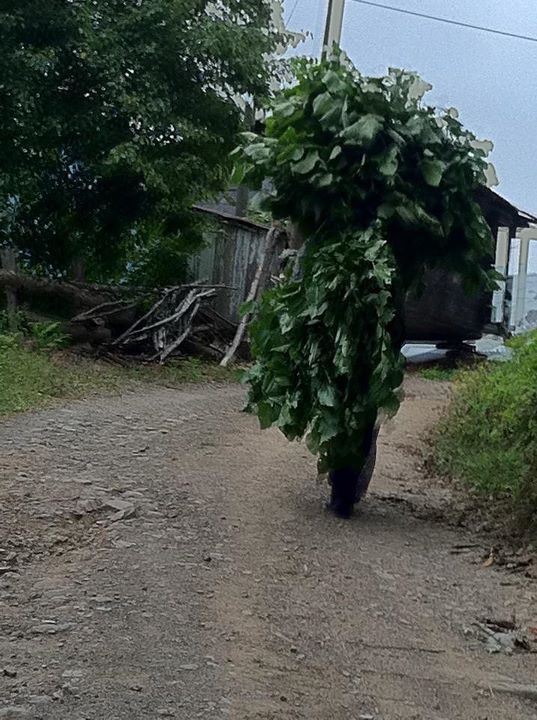 561220_10151059120237158_406346590_n