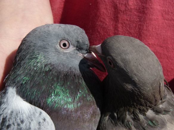 551811_10150982857192472_733000595_n