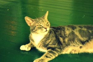 4818682058_e47341bf34_z