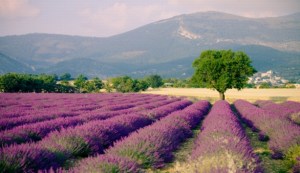 Provence-Alpes