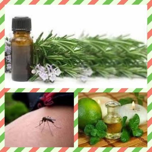 10313626_462830093819720_8976619653486971885_n