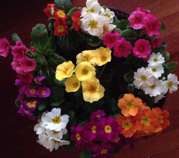 11016091_10153353253239311_1691986509719764981_n