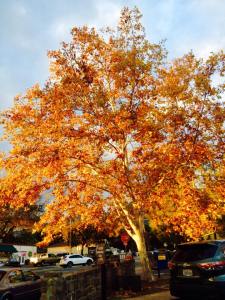 12311031_10154006428464311_1006245858097223773_n